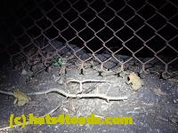 /home//u458753944/public_html/sourcegallery///////////////////////////////////////////Roxborough Toad Detour/2013-2019/2016/2016-03-31/P3310585.JPG